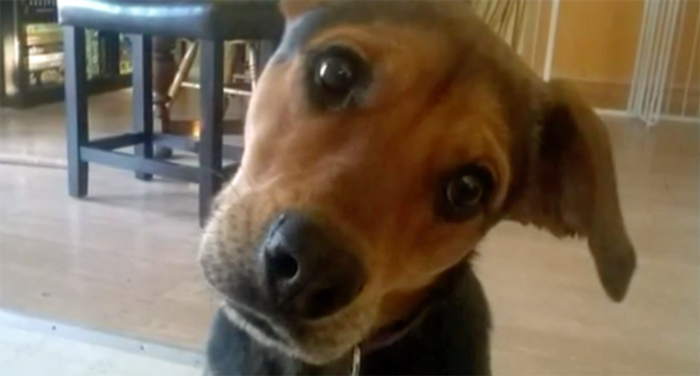 New Mexico bus driver accused of threatening to rape 'f*cking Jap' neighbor after poisoning her dog: report