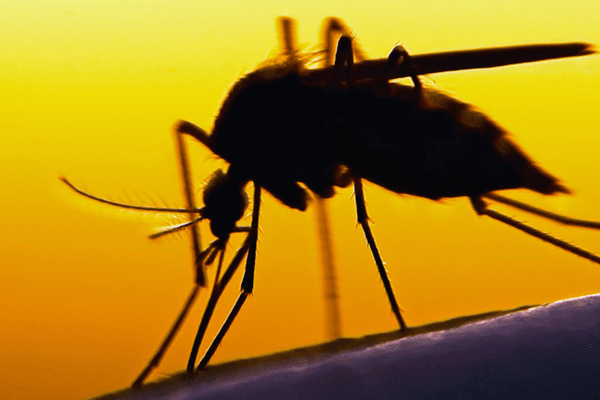 When West Nile virus turns deadly