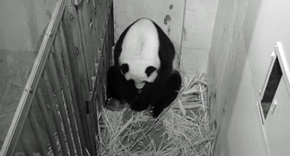 National Zoo celebrates birth of giant panda in Washington, DC