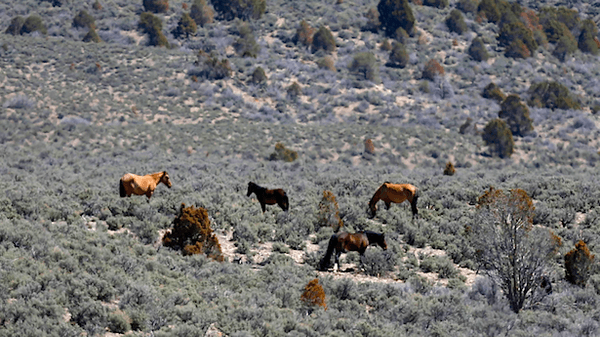 Utah ranchers sue to force wild horse roundup as conservationists question grazing on public land