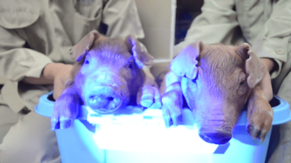 Far out: Scientists have successfully developed glow-in-the-dark pigs using jellyfish DNA
