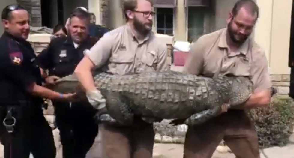 WATCH: Harvey flood victim returns to find 9-foot alligator in Houston home