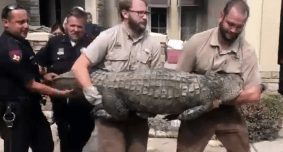 WATCH: Harvey flood victim returns to find 9-foot alligator in Houston home