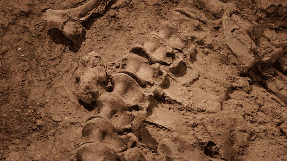 Scientists unearth unique, long-necked dinosaur in Argentina