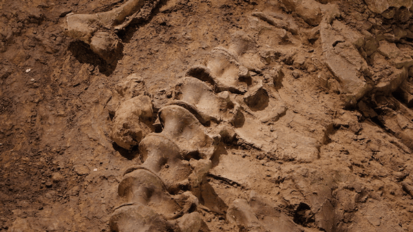 Scientists unearth unique, long-necked dinosaur in Argentina