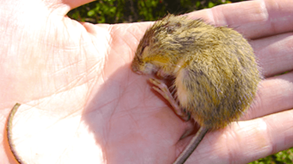 New Mexico county orders sheriff to defy feds in new showdown over grazing lands