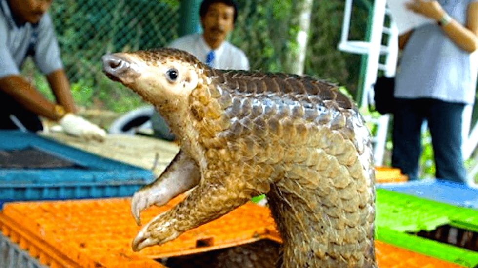 Wild flavor: Crackdown on China's exotic animal eaters fails to bite