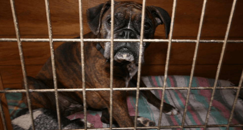 USDA quietly deletes thousands of animal abuse records in 'Orwellian' move