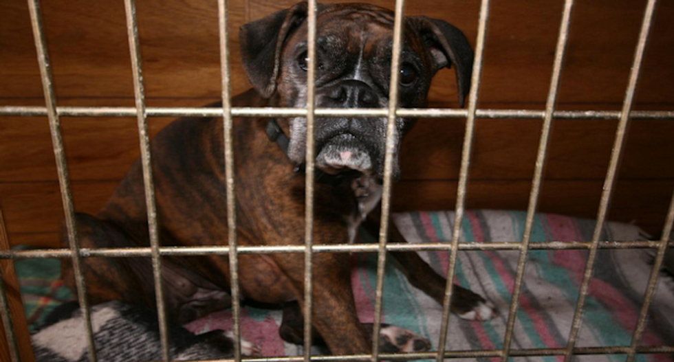 USDA quietly deletes thousands of animal abuse records in 'Orwellian' move