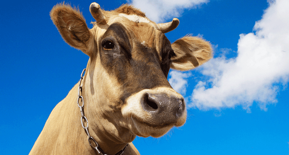 Cows could be the largest land mammals left on Earth two centuries from now: study