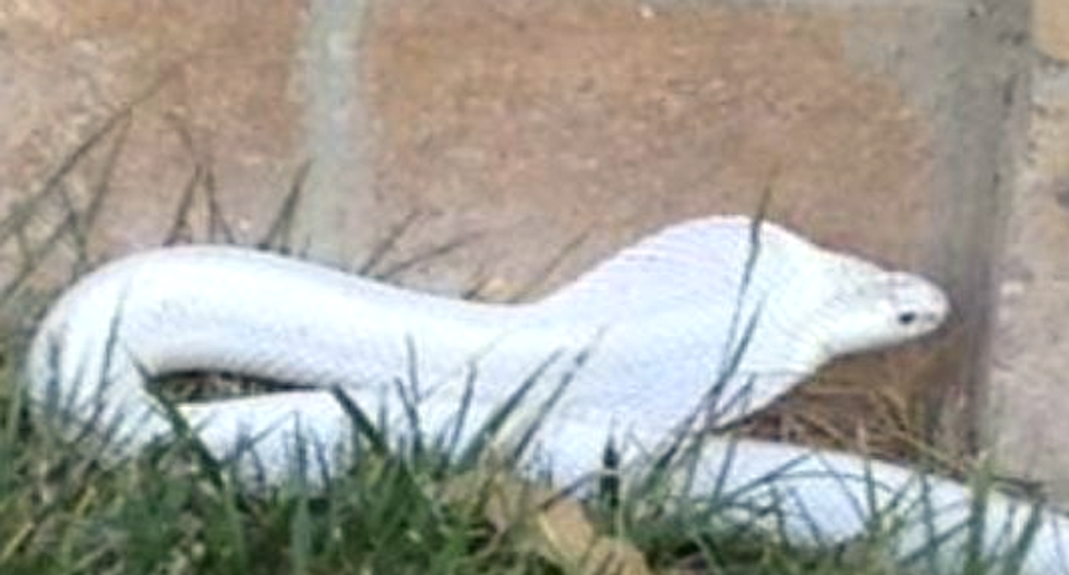 Venomous albino cobra on loose in southern California neighborhood