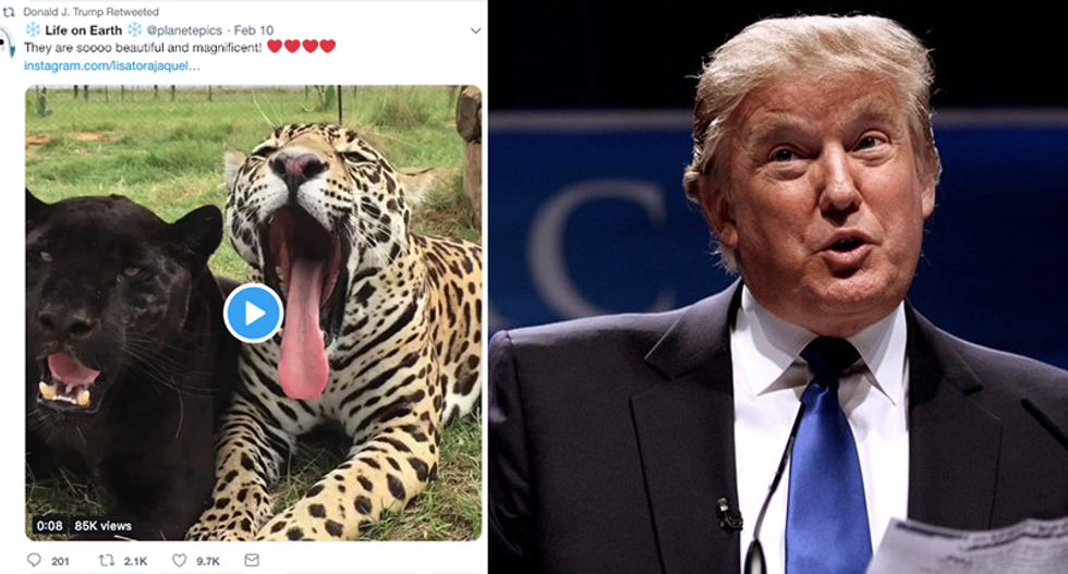 'Covfefe II': Internet hilariously mocks Trump's bizarre retweet of leopards video