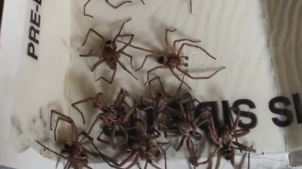 Today in NOPE: Hordes of hobo spiders invade Montana homes to escape the cold