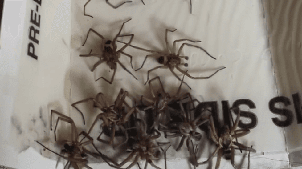 Today in NOPE: Hordes of hobo spiders invade Montana homes to escape the cold