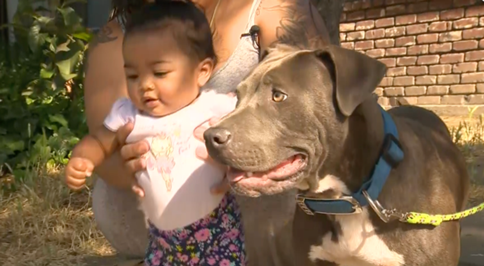'Hero' pit bull saves her family from a fire — and tries to drag a baby to safety
