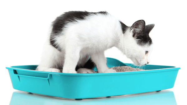 Missouri man admits to mailing cat poop to employers who rejected him