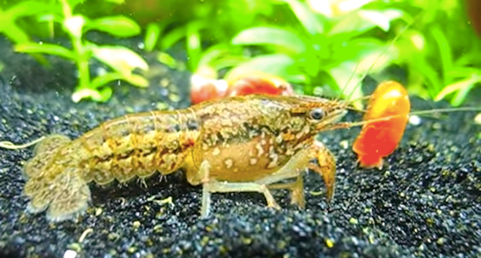 This new species can clone itself by the thousands -- and could help scientists understand cancer