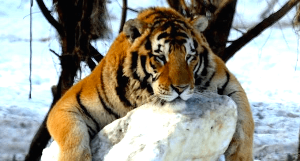 Thai tiger temple monk caught fleeing with skins and fangs