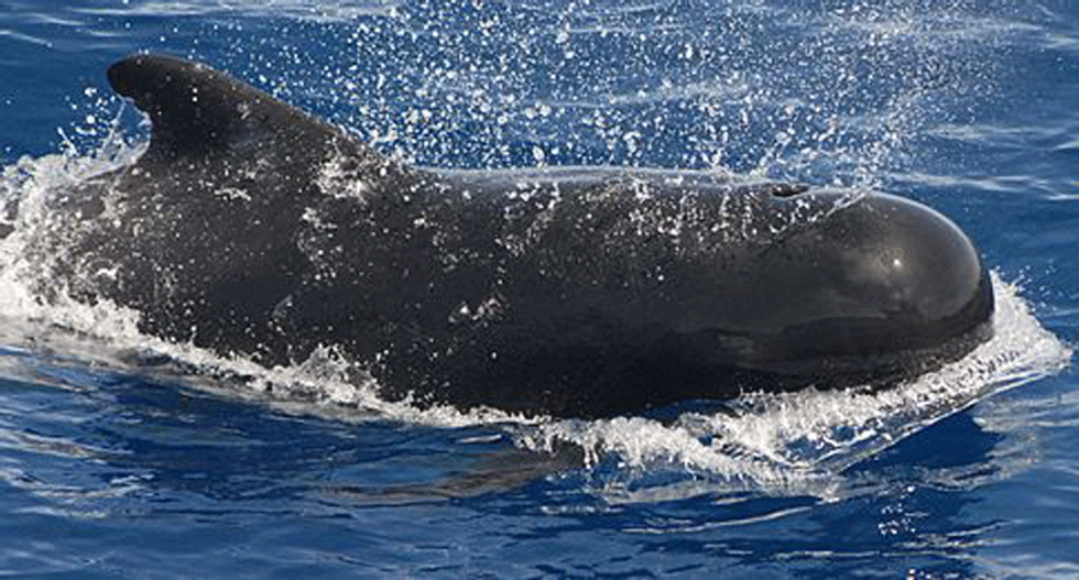 More than 130 pilot whales die in mysterious mass Australia beaching