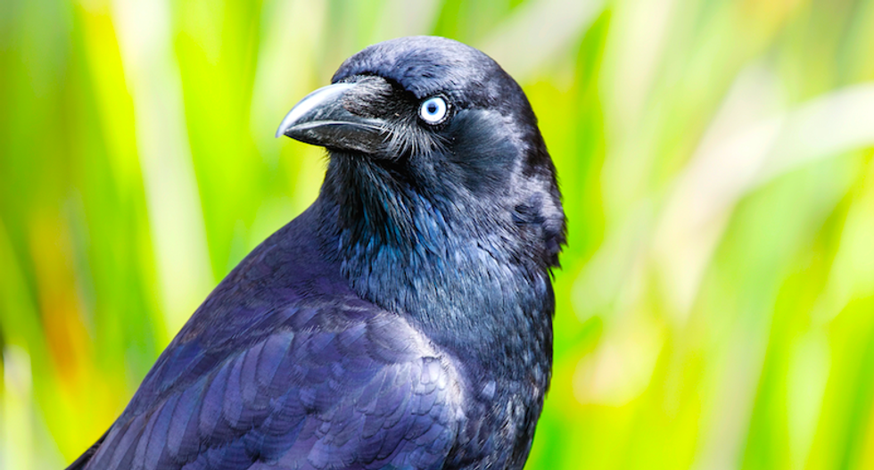 'Intelligent' crows to pick up litter at French theme park