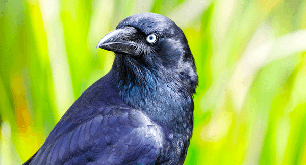 What are the smartest animals in the world and how do we know?