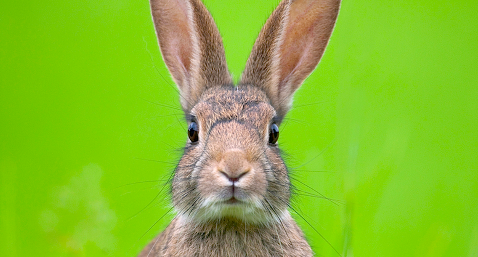 Climate change threatens more than two-thirds of rabbit species