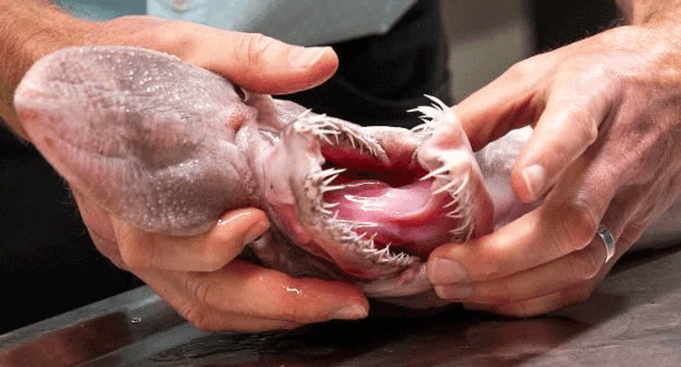 Rare 'alien of the deep' goblin shark found in Australia