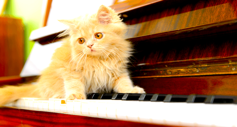 Listen: This is the kind of music your cat likes, according to science