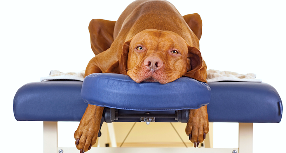 Dogs can suffer from sleeping disorders, too