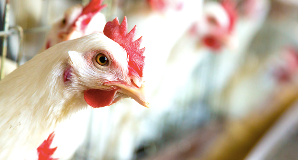 Mass. farm owner buys 3-D printer prosthetic leg for her chicken