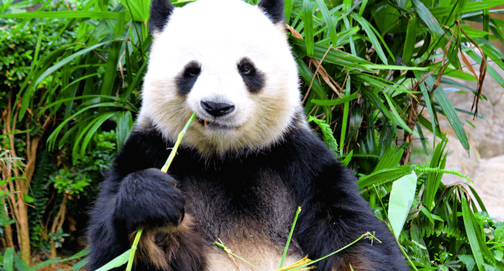 Belgian scientists look for biofuel clues in panda poo