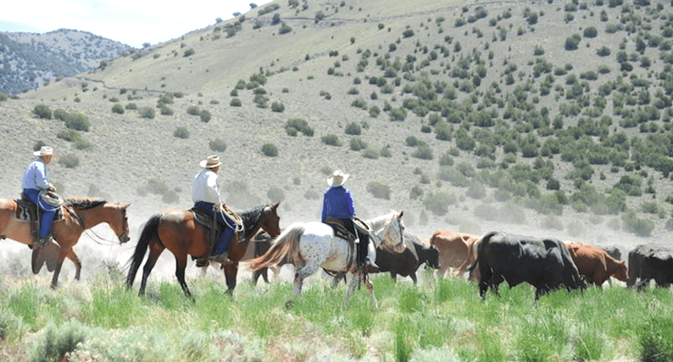 'Badger Ranch makes a stand!': Nevada ranchers defy feds by grazing cattle on parched lands