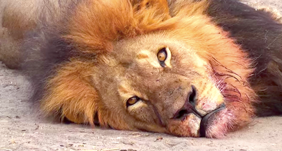Minnesota dentist named as killer of Zimbabwe's famed, human-loving Cecil the lion