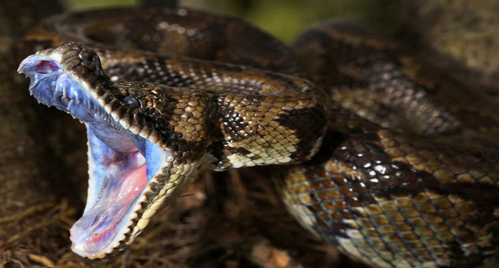 'It's my service animal': Diners scramble for the door after man brings pet boa constrictor into restaurant