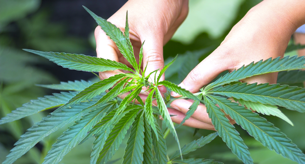 From wine to weed: Keeping the marijuana farm small and local