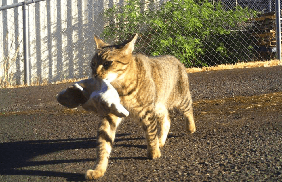 Oregon cop's 'klepto kitty' brings home bag of pot: 'It was just a little bud, but it was definitely weed'
