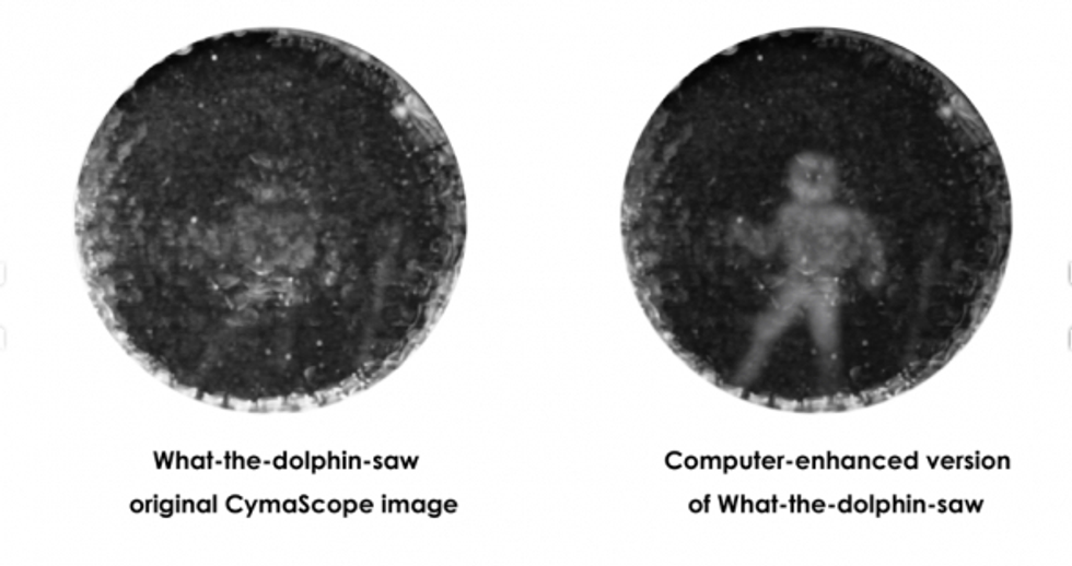 This picture reveals how dolphins communicate — and how we may some day understand their language