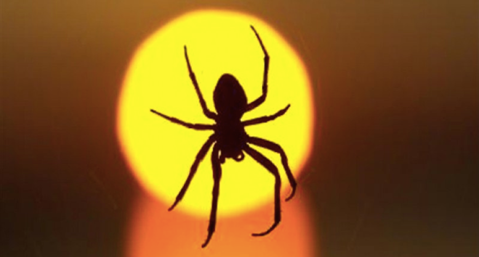 Why are we afraid of spiders?