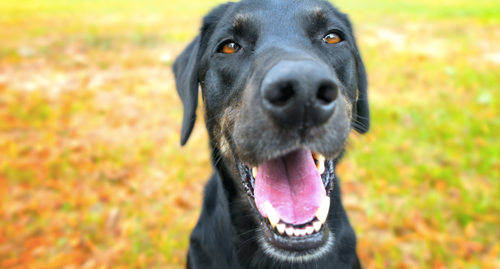 How dogs find their way home (without a GPS)