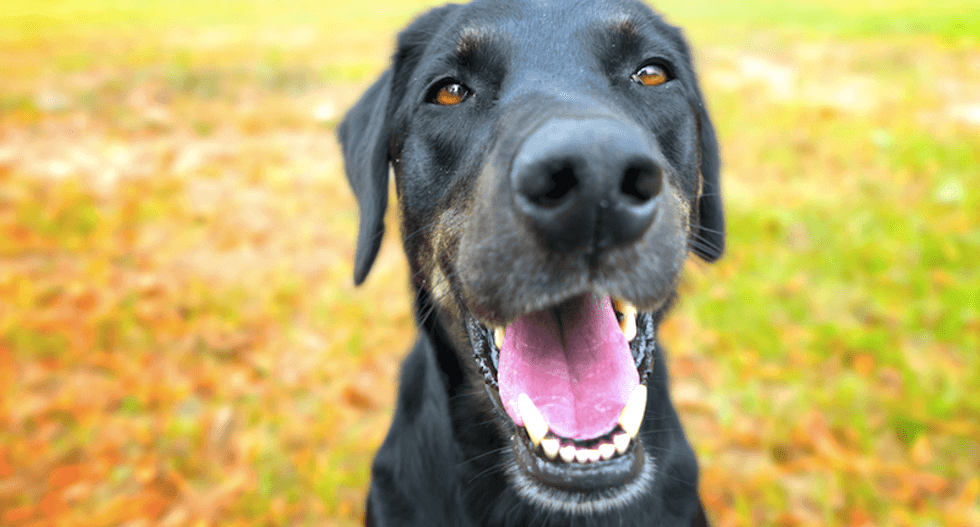 How dogs became man's best friend - twice over