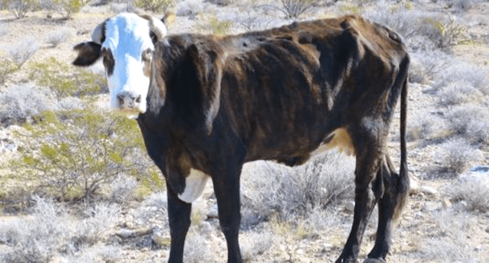 Bundy cattle may be starving after overgrazing: ‘Cliven’s management practices leave a lot to be desired’