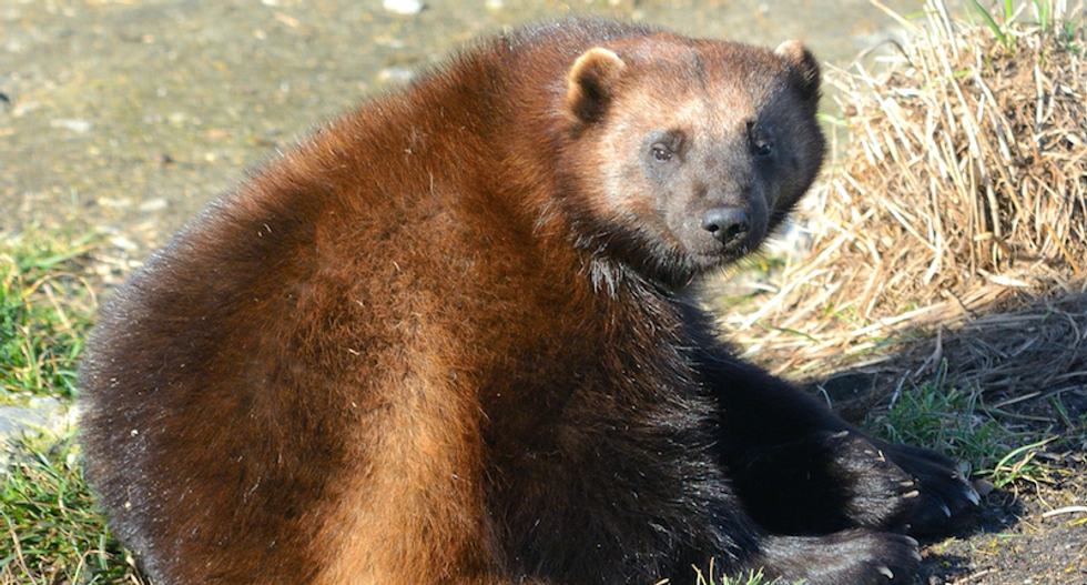 Rancher spots first wolverine in North Dakota in 150 years — so he kills it