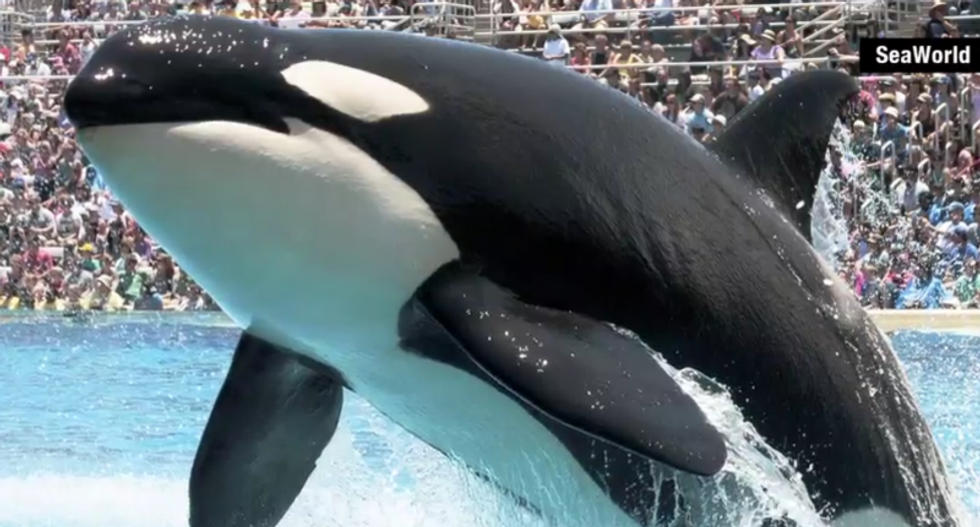 SeaWorld under multiple federal investigations as attendance and revenue plummet: report