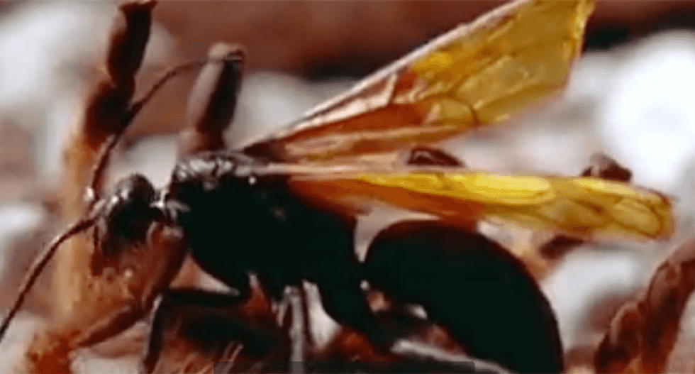 Meet the bug whose bite is so bad that all you can do is lay down and scream