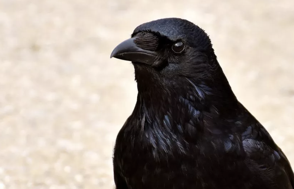 Ravens are so smart it's actually kind of disconcerting, new study finds