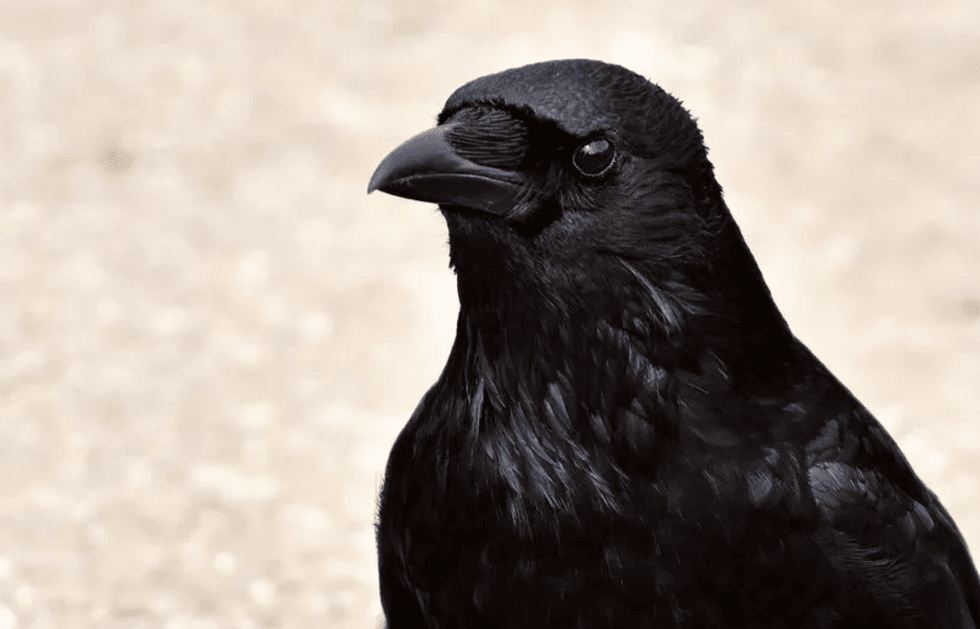 Ravens are so smart it's actually kind of disconcerting, new study finds