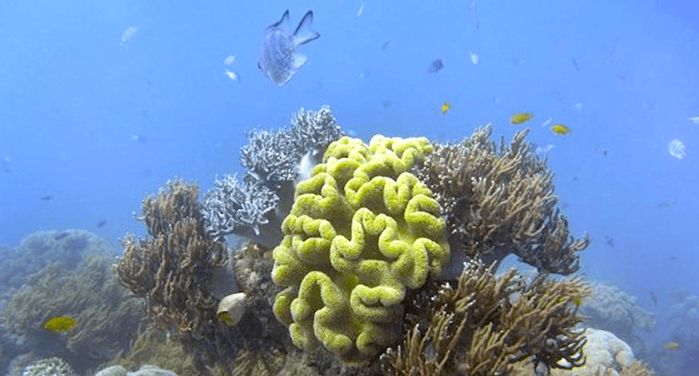 The Great Barrier reef corals are eating micro-plastic pollution -- and that's probably not a good thing