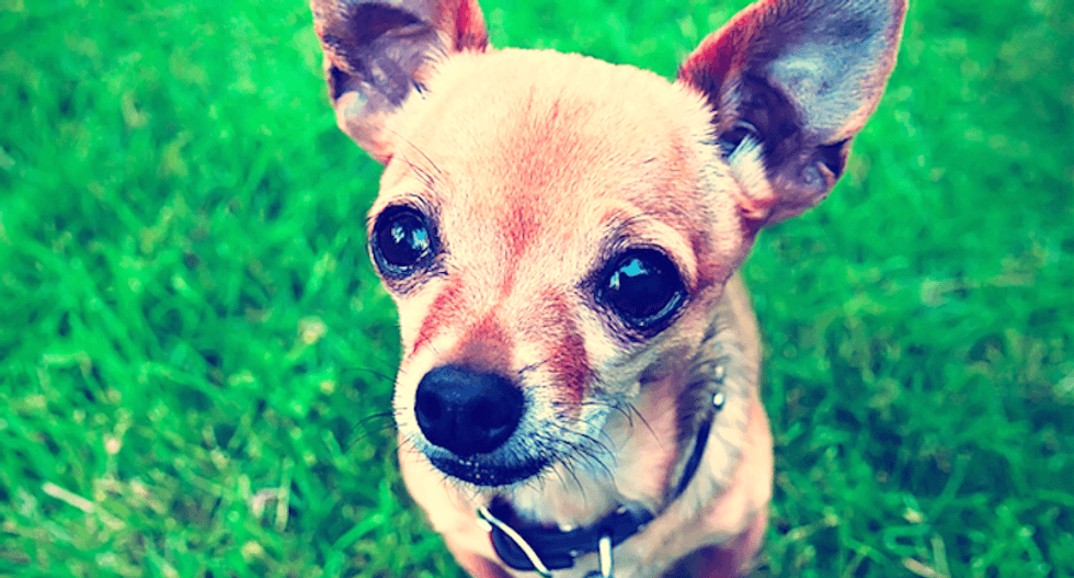 Virginia dad claims PETA took his family dog from porch and killed it