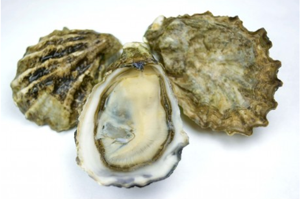 A deadly herpes virus is threatening oysters around the world