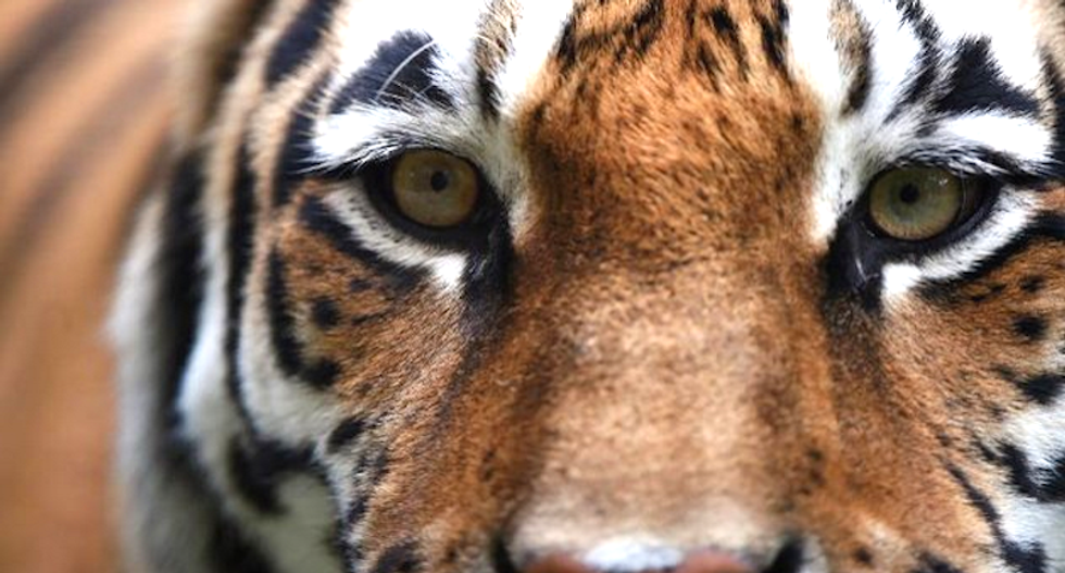 Chinese media blame 'Putin's tiger' for goat slaughter spree